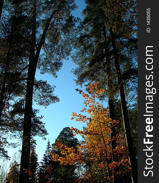 Silhouettes of pine trees and blue sky. Silhouettes of pine trees and blue sky.