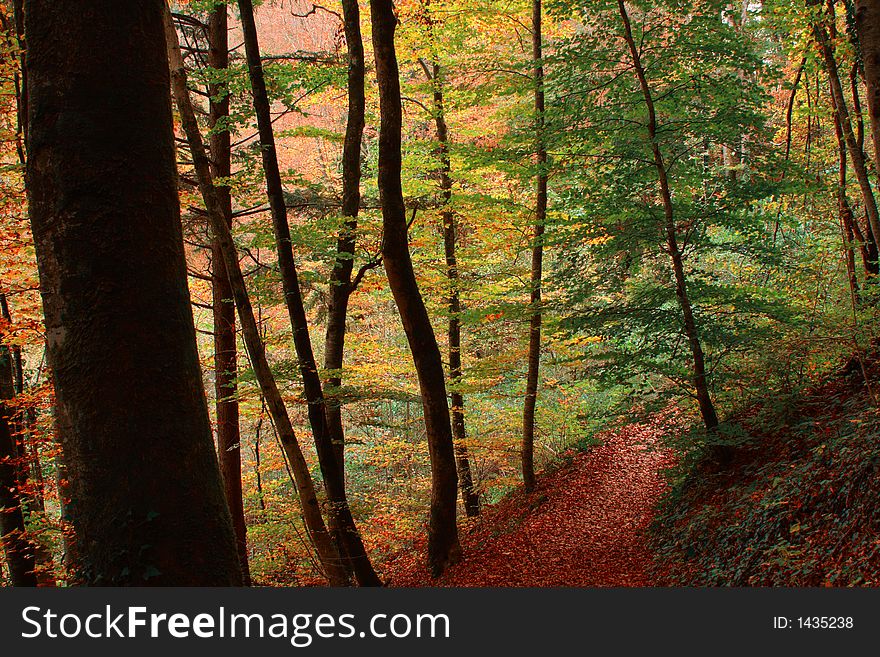 Colorful Autumn Trees along a Path