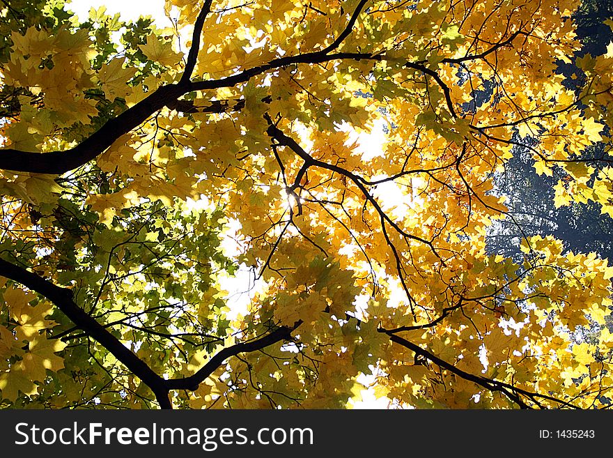 The gold, beautiful autumn in Poland. The gold, beautiful autumn in Poland.