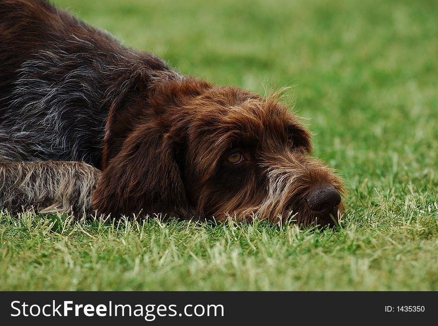 Long haired czech pointer -lying dog portrait