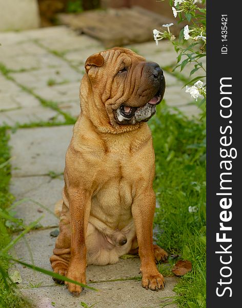 Brown dog sharpei