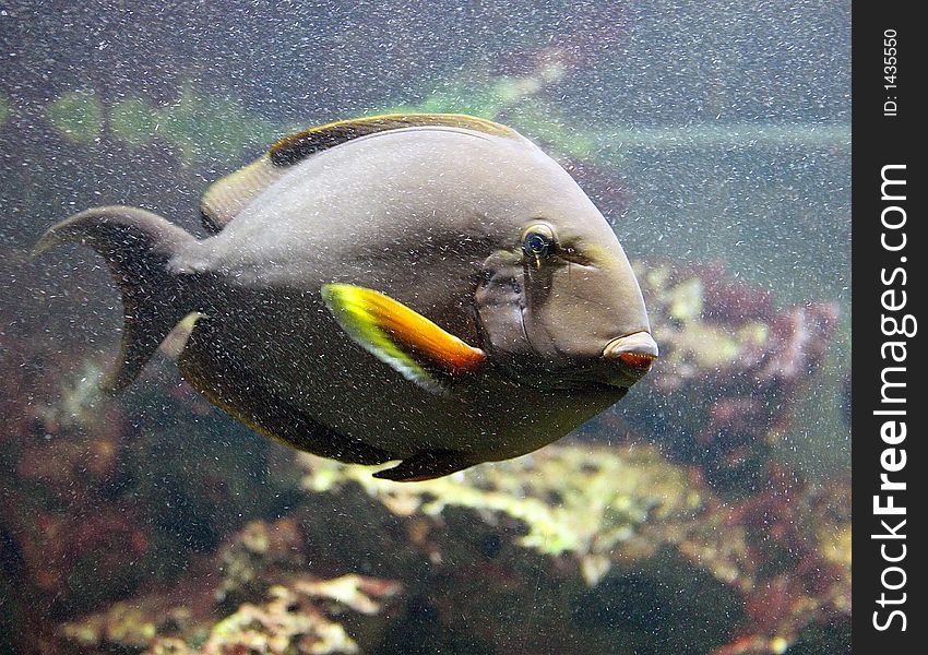 Portrait of a Yellow Surgeonfish. Portrait of a Yellow Surgeonfish