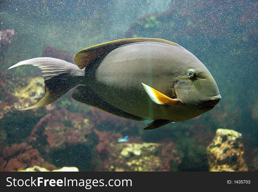 Portrait of a Yellow Surgeonfish. Portrait of a Yellow Surgeonfish
