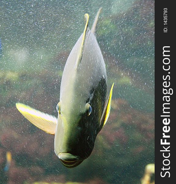 Portrait of a Yellow Surgeonfish. Portrait of a Yellow Surgeonfish