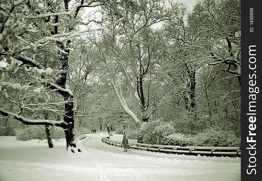 Park in winter, with path and snow-covered trees