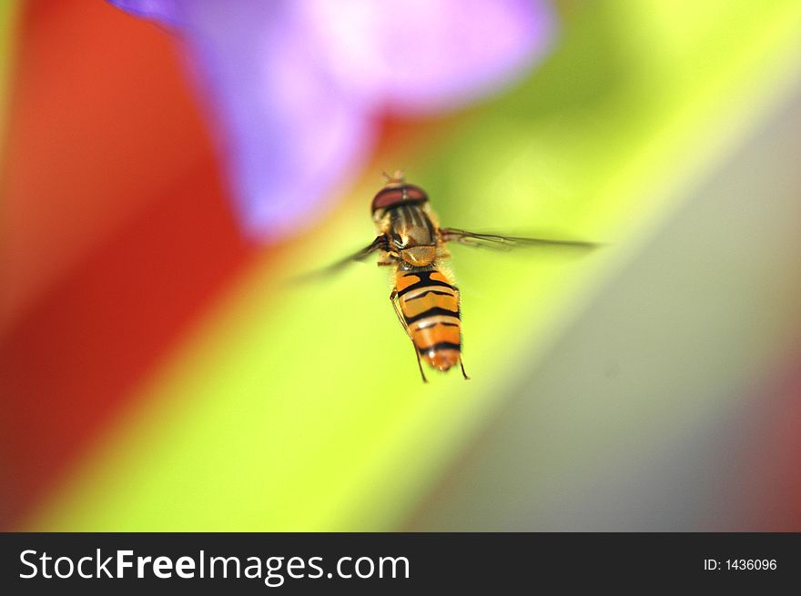 A bee is flying toward flower. A bee is flying toward flower