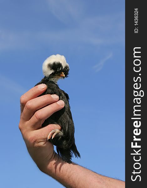 Man holding a rare breed White Crested Polish chick with black and white feathers, set against a blue sky. Man holding a rare breed White Crested Polish chick with black and white feathers, set against a blue sky.