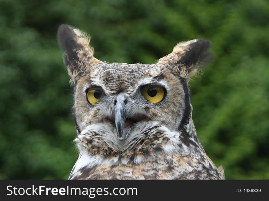 Close up of horned owl agains green trees