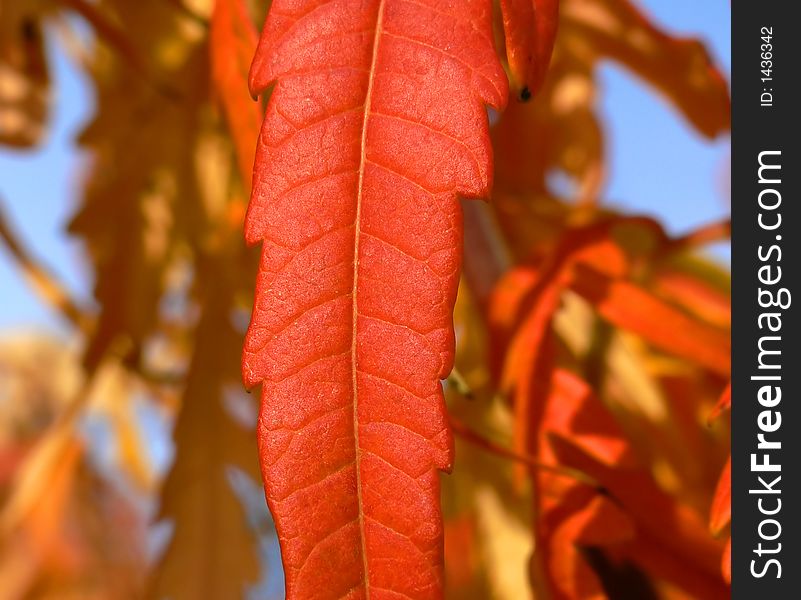 Red leaf from close angle