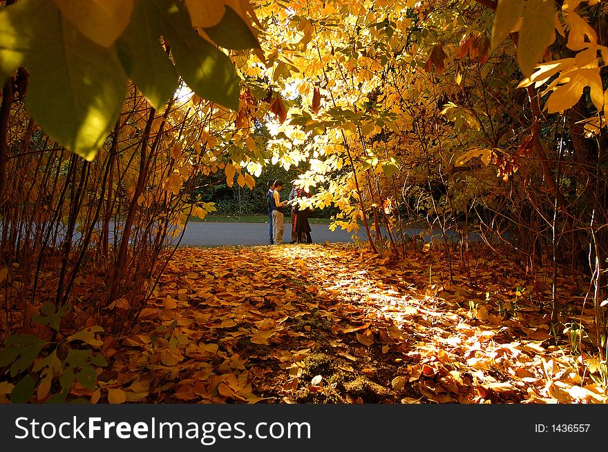 Golden fall  leaves covered path. Golden fall  leaves covered path