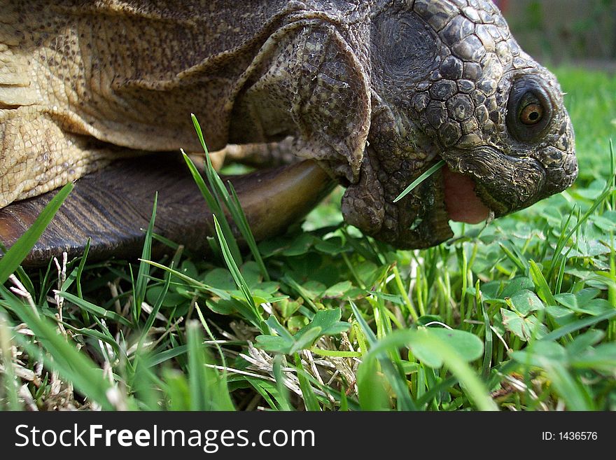 Close-up of a tortoise eating grass with tongue showing.