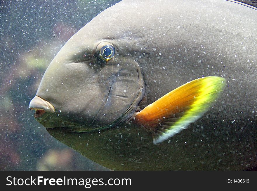 Portrait of a Yellow Surgeonfish. Portrait of a Yellow Surgeonfish