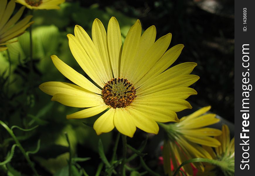 Yellow daisy, meadowlark botanical garden