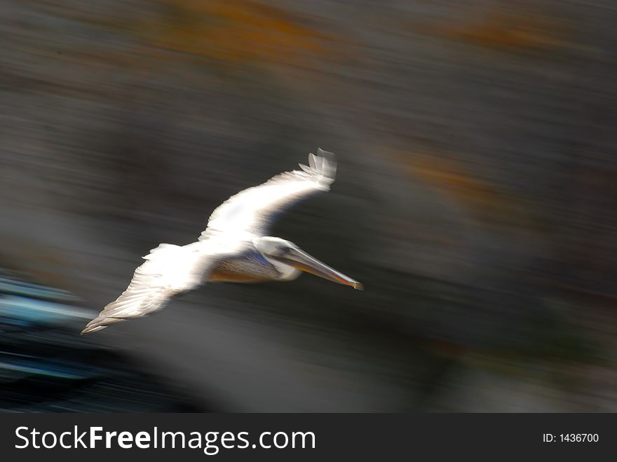 Soaring pelican in flight showing motion blur