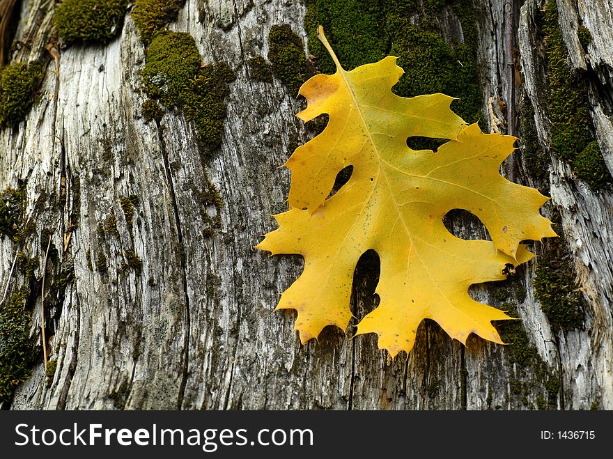 Golden leaf resting on weathered tree stump