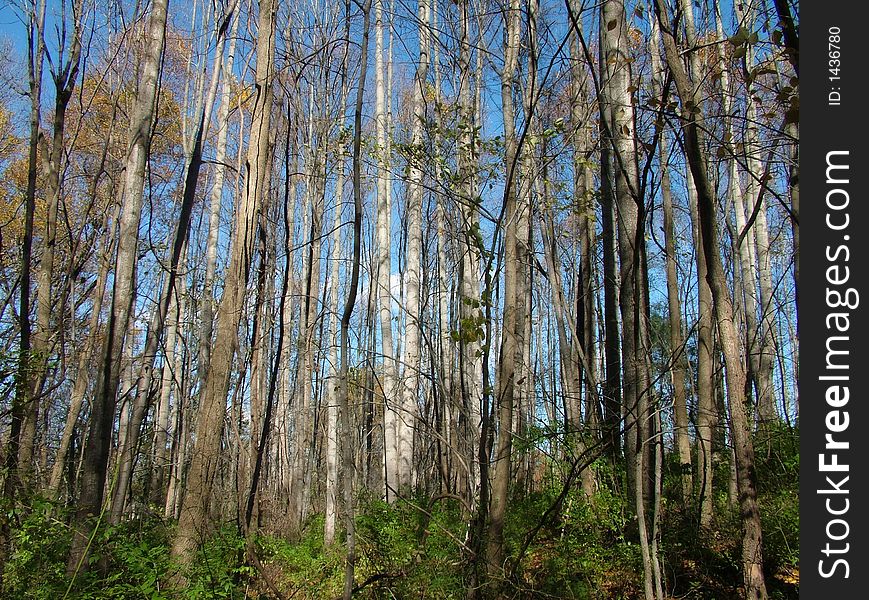 View of a forest, trees in the fall, foliage. View of a forest, trees in the fall, foliage