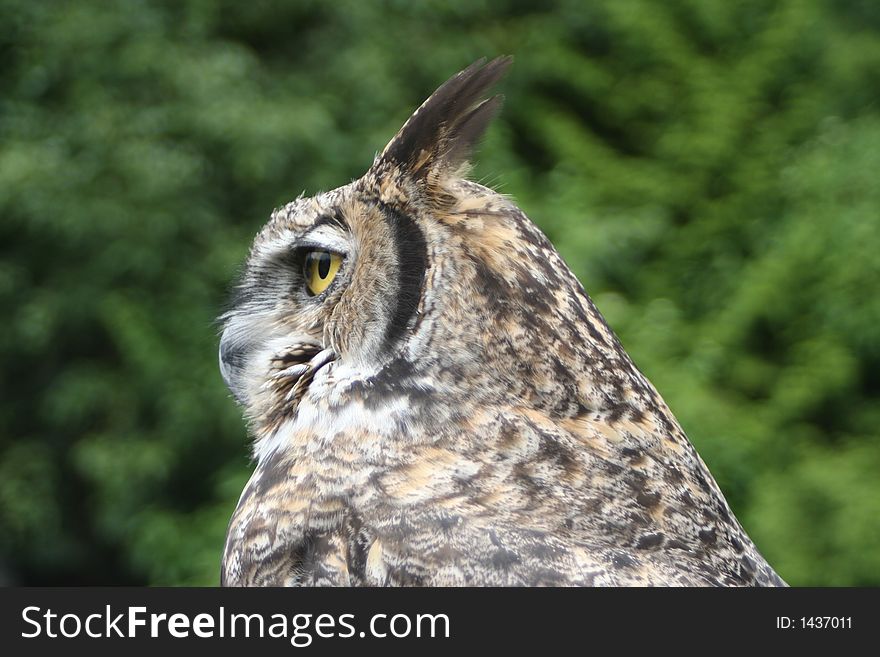 Profile of horned owl against trees. Profile of horned owl against trees