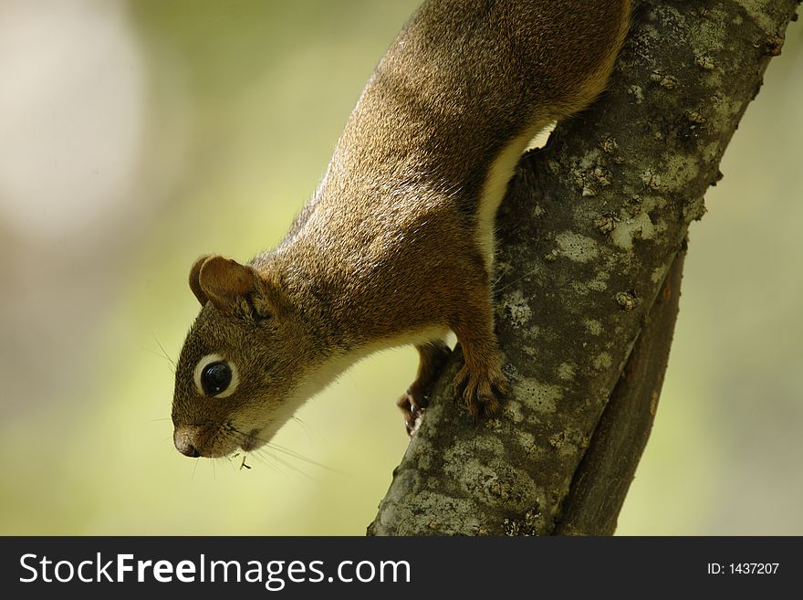 Isle Royale Red Squirrel  climbing down a tree branch - Isle Royale National Park