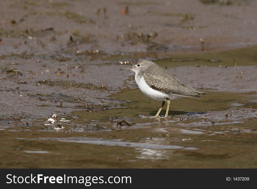 Least Sandpiper in Washington Creek of Isle Royale National Park