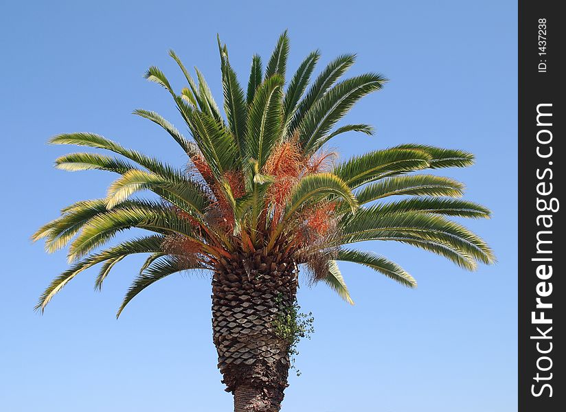 California Palm in John Muir National Historic Site