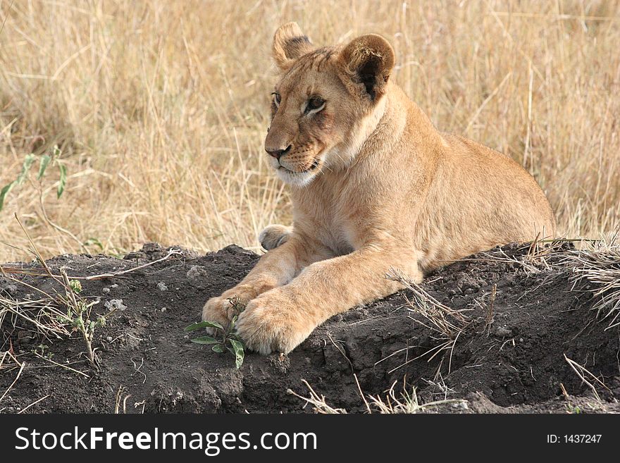 A six month old lion cub playing in the early morning sun. Maasi Mara Game Reserve, Kenya, East Africa. October 2006