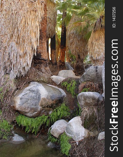 Pool in 49 Palms Oasis in Joshua Tree National Park. Pool in 49 Palms Oasis in Joshua Tree National Park