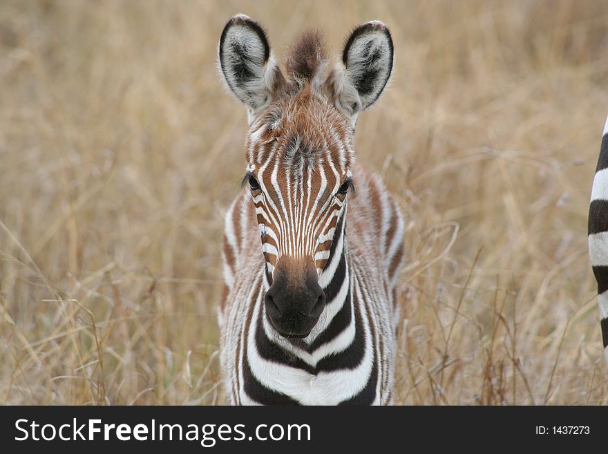 A young Zebra looks curiously at the photographer. Maasi Mara Game Reserve, Kenya, East Africa. October 2006