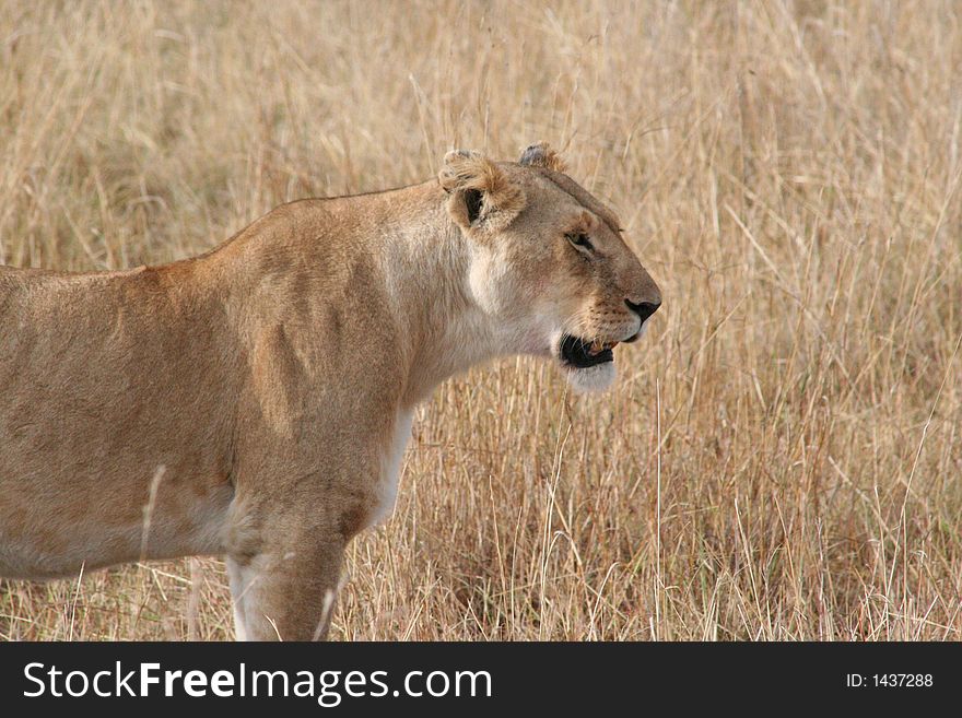 Lioness - Maasi Mara