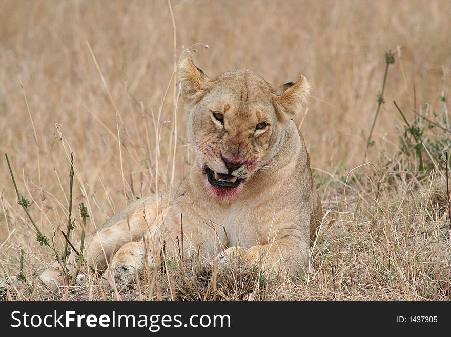 Lioness - Maasi Mara