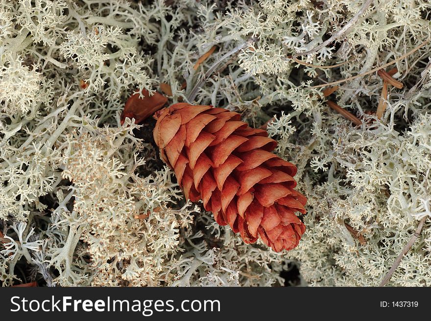White lichen and pine cone in Isle Royale National Park. White lichen and pine cone in Isle Royale National Park