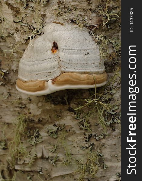 Tinder polypore fungus in Isle Royale National Park