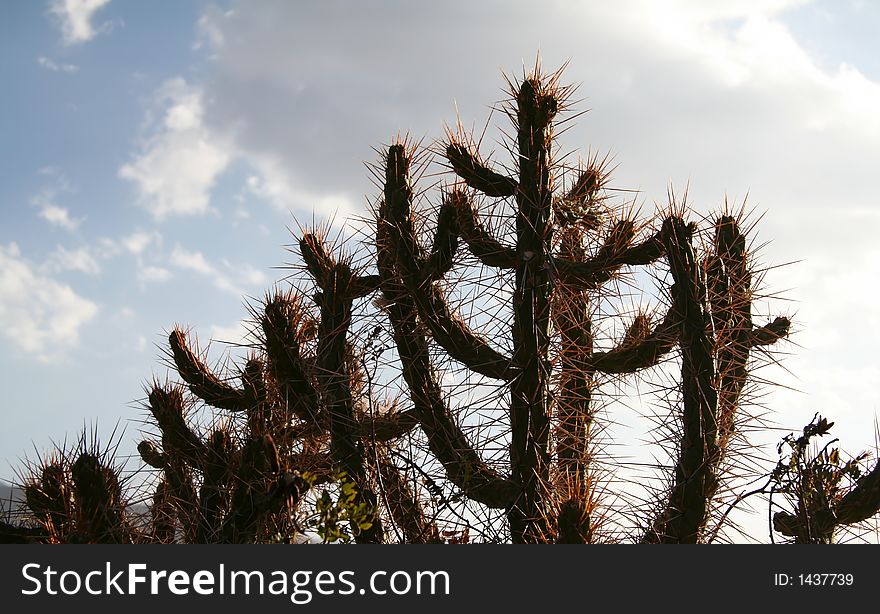 Cactus on the clouds background