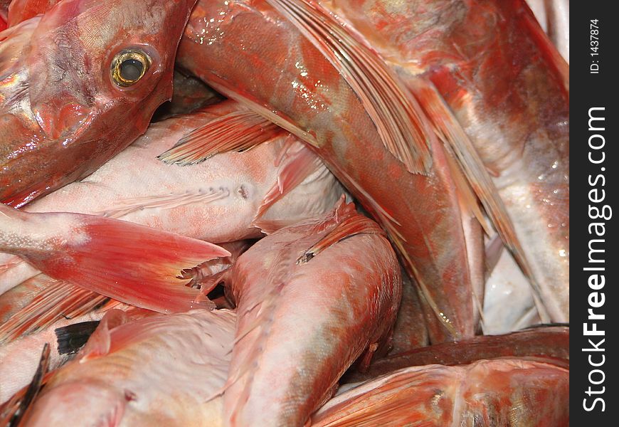 Freshly caught gurnard fish on sale on fishing wharf,Raglan,New Zealand