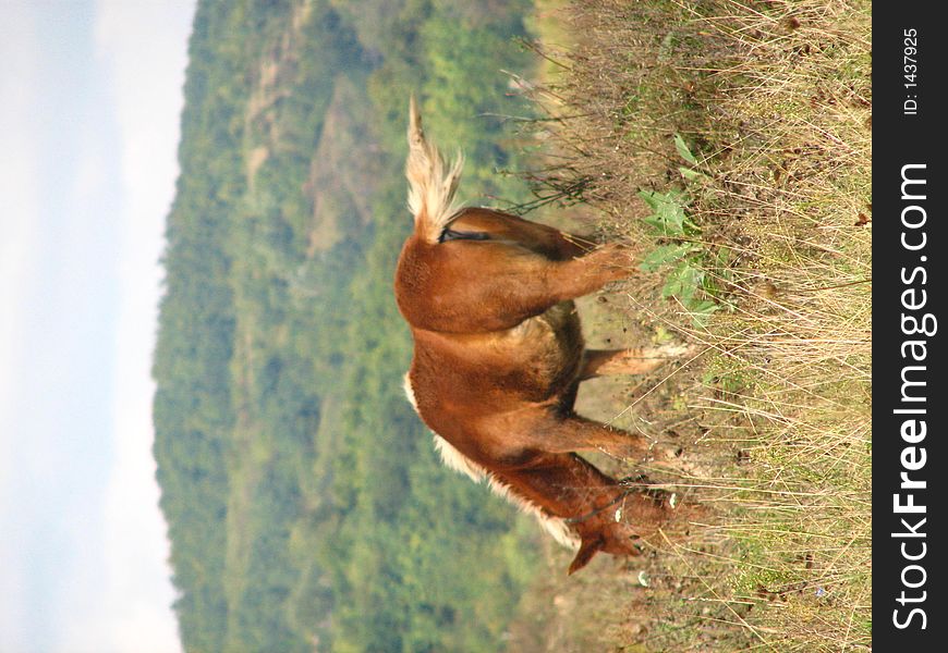 Wild horse in autumn hill landscape