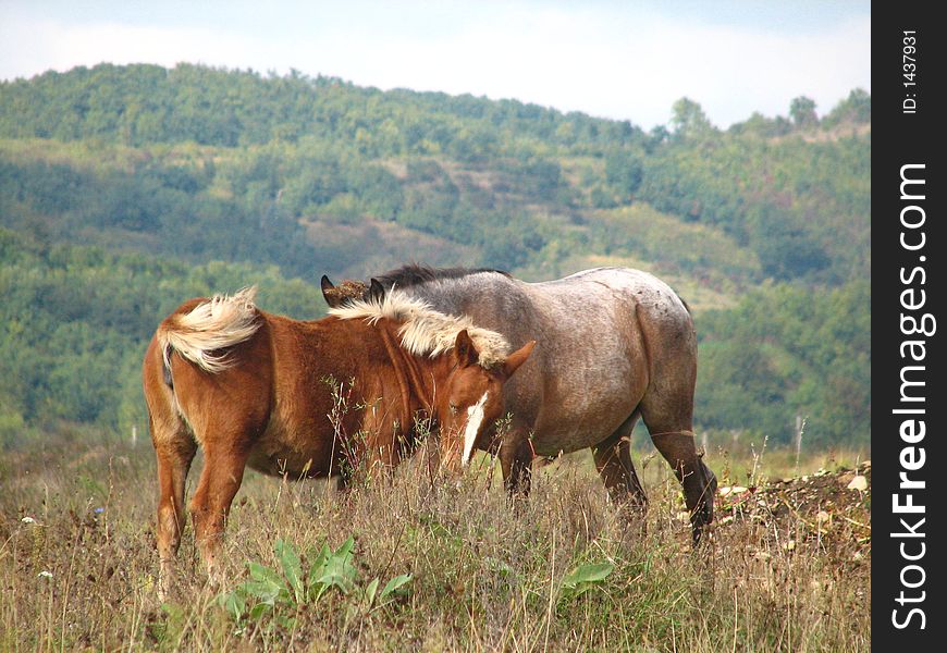 Pair of wild horses in beautiful autumn hill landscape