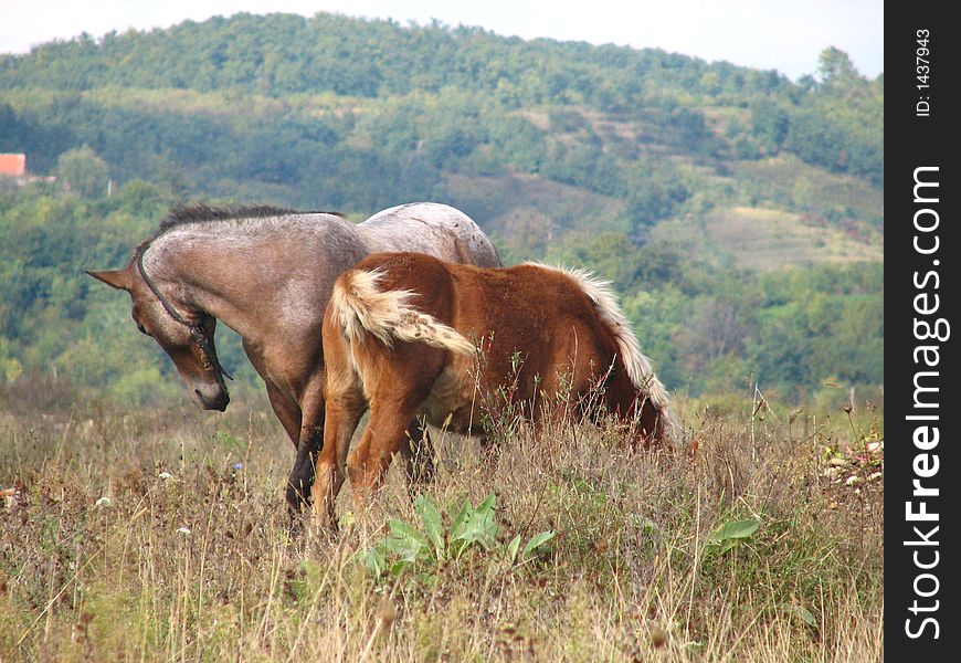 Pair of wild horses in beautiful autumn hill landscape