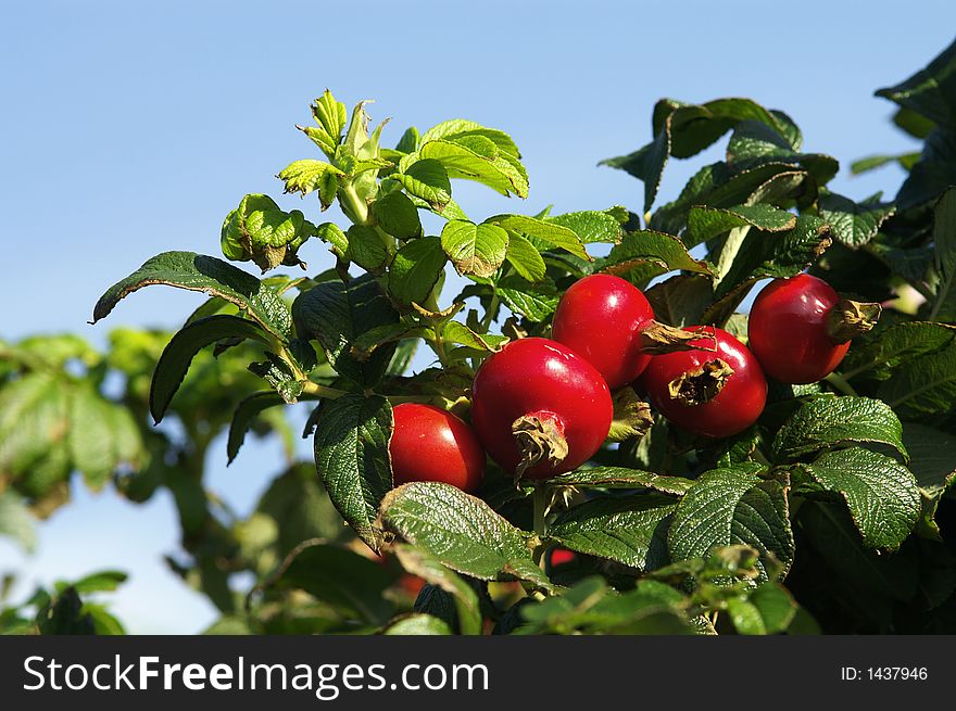 A bunch of rosehips in the bush. A bunch of rosehips in the bush