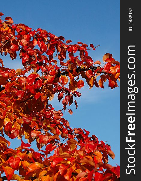 Autumnal leaves and blue sky. Red and blue colors. Autumnal leaves and blue sky. Red and blue colors.