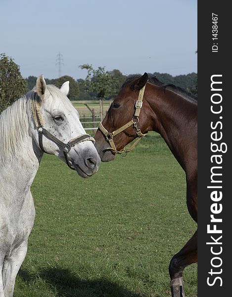 White and brown horses on the belt. White and brown horses on the belt