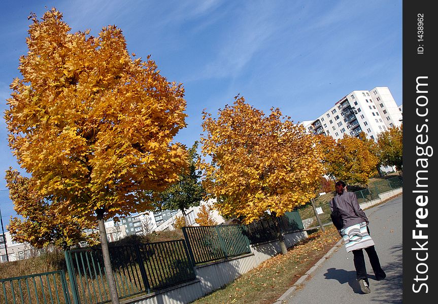 Trees with yellow leaves in the street. Trees with yellow leaves in the street