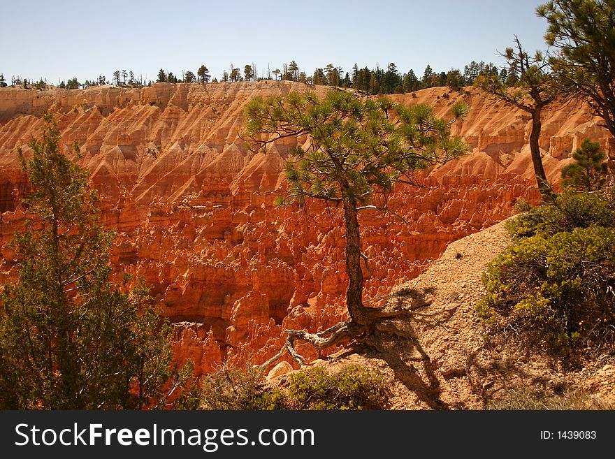 Bryce Canyon pinetree