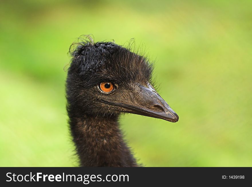 Head of ostrich-emu on natural green background