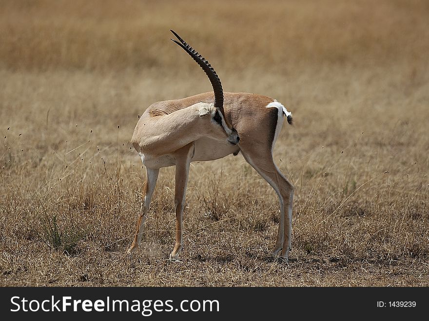 Kenyan Gazelle