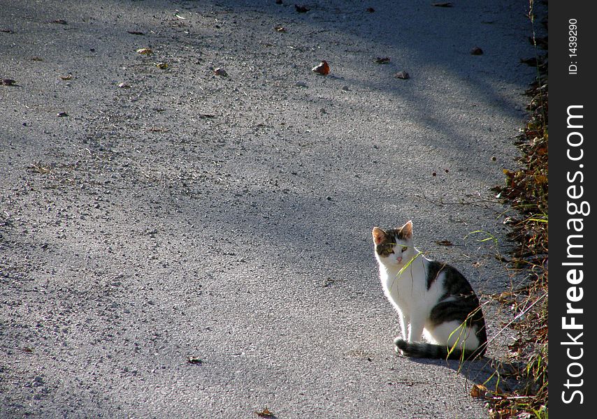 Cat On The Street