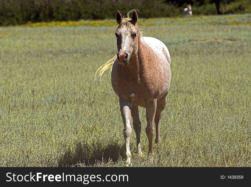 Horse In A Field