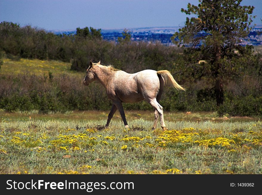 Appaloosa Horse in a Field of Flowers