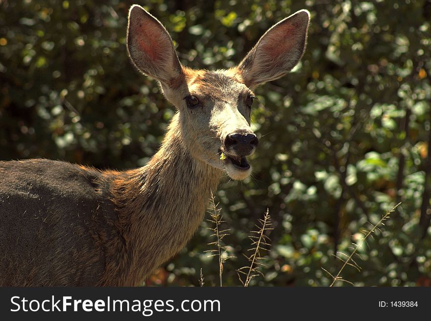 Mule Deer