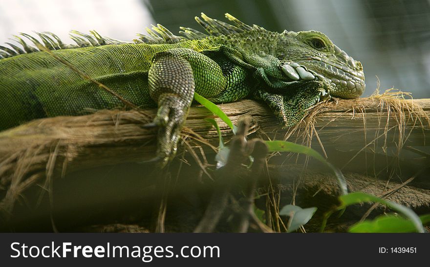 Close-up Portrait of Iguana. Close-up Portrait of Iguana