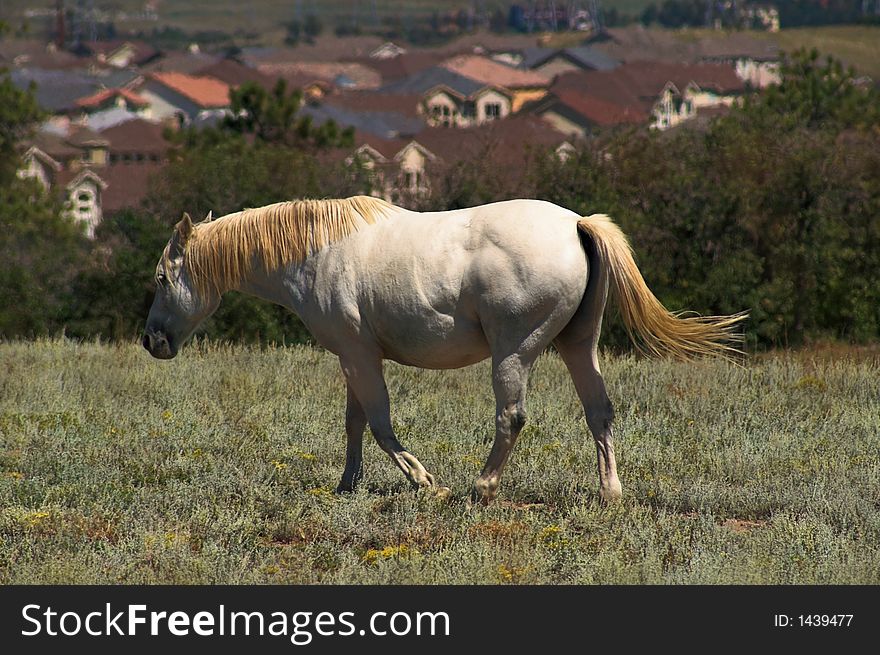 White Appaloosa Horse In Field