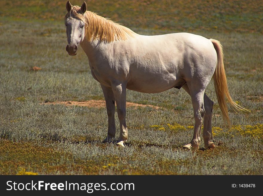 White Stallion Horse in a Field. White Stallion Horse in a Field